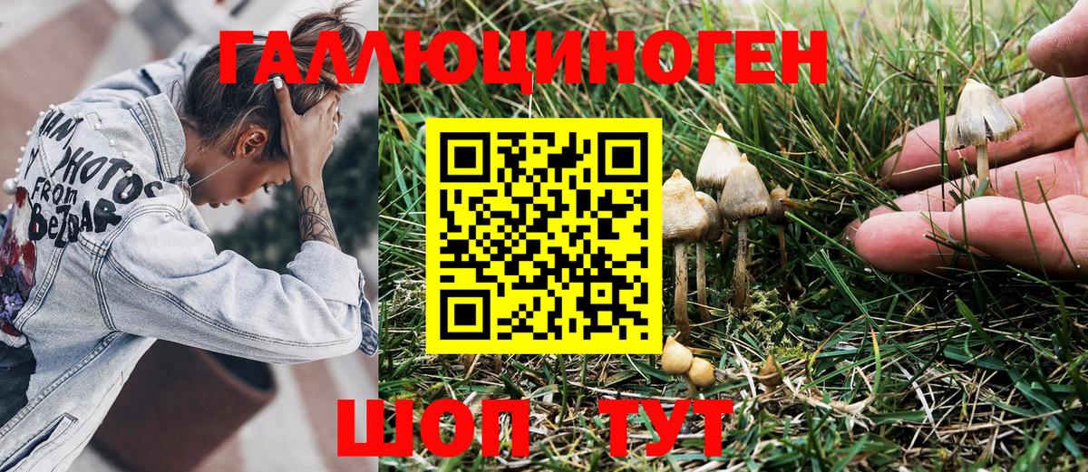 где можно купить   Галлюциногенные грибы Cubensis  Гусиноозёрск  Вход с VPN  Псилоцибиновые грибы GOLDEN TEACHER 
